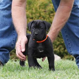 Male 5 - Tiger male Perro de Presa Canario puppy in Pocahontas, Illinois from Cabeza Grande Kennel