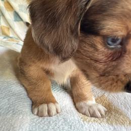 Brownie CKC - Dapple female Dachshund puppy in Henrico, Virginia from Darling Doxies