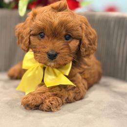 Ruby - Red female Cavapoo puppy in Apple Valley, California from Fletcher Fuzzy Friends