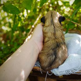 Companion Cross, Havanese, Mal-Shi, Maltese, Maltipoo, Morkie, and Shih Tzu Puppies from Seeking Shalom Acres Maltese, Maltipoos & Havamalts