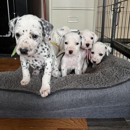 Dalmatian Puppies from Dalmatian Creation