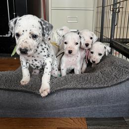 Dalmatian Puppies from Dalmatian Creation
