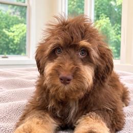 Fawn - Red phantom female Aussiedoodle puppy in North Royalton, Ohio from Johnson's Doodles