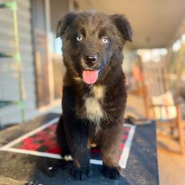 Girl 4 - Black & white female Australian Shepherd puppy in Smithville, Arkansas from Harris Farms and Aussies