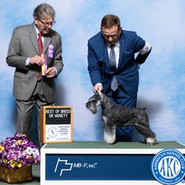 Pyro - Miniature Schnauzer