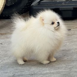 Bubbles - Cream female Pomeranian puppy in Santa Ana,Ontario, California from Uniquepombabies