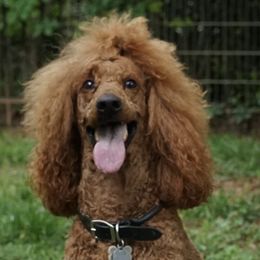Enzo - Poodle