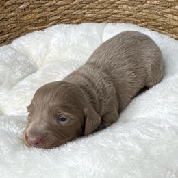 Sunny - Fawn (isabella) and tan female Dachshund puppy in Wallingford, Kentucky from Hensley Homestead Dachshunds