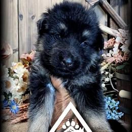 Oaklee - Black and tan male German Shepherd puppy in Sequim, Washington from German Shepherd Haus