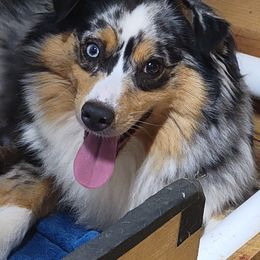 Lilly - Miniature Australian Shepherd