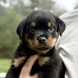 Lilly - Black and mahogany female Rottweiler puppy in Gloster, Mississippi from Mississippi Rottweilers