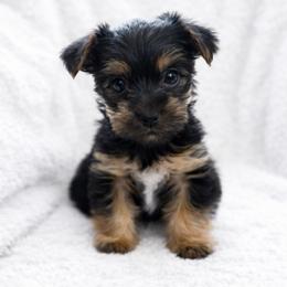 Poppy - Black and tan female Yorkshire Terrier puppy in Iron Mountain, Michigan from Celestial Family Terriers (Yooper Yorkies)