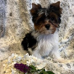 Carlie - Black tan and white female Biewer Terrier puppy in Chester, South Carolina from Classic Biewers