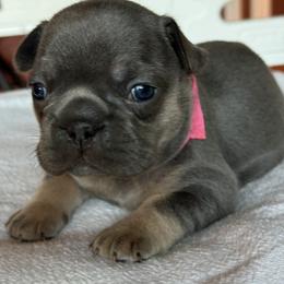French Bulldog Puppies from themcfrenchies