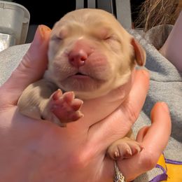 White - Dark golden female Golden Retriever puppy in Madison, Ohio from Heckmans English Cream Golden Retrievers