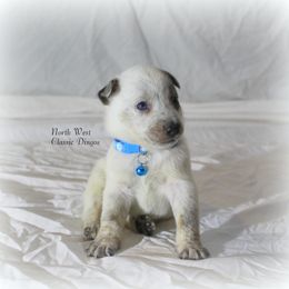 Chris LeDoux - Blue speckled male Australian Cattle Dog puppy in Willamina, Oregon from Cherished Chihuahuas