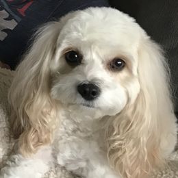 Cavapoos and Goldendoodles from Our Doodle Dwelling