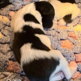 Boy  3 - White black and tan male Papillon puppy in Fremont, Michigan from Barque