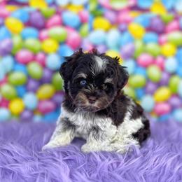 Faith - Liver female Miniature Schnauzer puppy in Cypress, Texas from Brady's Birddogs