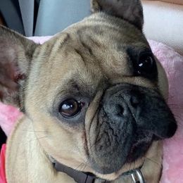 French Bulldogs from K.O. Frenchies