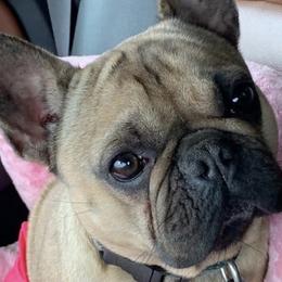 French Bulldogs from K.O. Frenchies