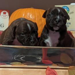 Staffordshire Bull Terriers from Sequoia Staffords