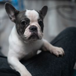 Boy 2 - male French Bulldog puppy in Austin, Texas from ourfrenchies2yours