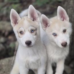 Siberian Huskies from Shimmermint Siberians