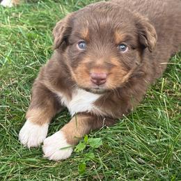 Sierra - Red tri female Miniature Australian Shepherd puppy in New London, Minnesota from Broken T Australian Shepherds