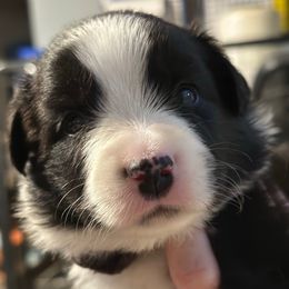Boy 1 brown collar - Black tri male Miniature Australian Shepherd puppy in Saco, Maine from Wags Family Aussies