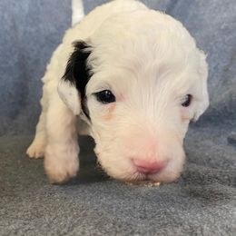 Bernedoodle Puppies from Crider’s Critters