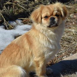 Genie - Tibetan Spaniel