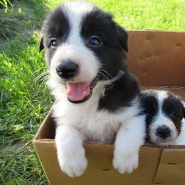 Border Collie Puppies from MoonStar Farm
