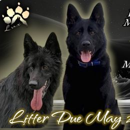 German Shepherd Puppies from Lux GSD