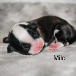 Milo - Sable male Shih Tzu puppy in Pennsylvania from Manor Hills Shih Tzus