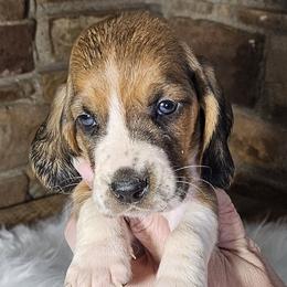 Red Collar Girl - 3250 - Black white and brown female Basset Hound puppy in Richland Hills, Texas from The Basset Family