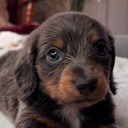 Storm - Gray (blue) and tan male Dachshund puppy in Wallingford, Kentucky from Hensley Homestead Dachshunds