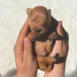 Boy 4 - Dark golden male Golden Retriever puppy in Plant City, Florida from All shades Golden