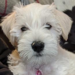 Miniature Schnauzer Puppies from Texas Dreams Mini Schnauzers