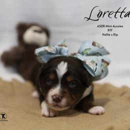 Loretta - RTF - Red tri female Miniature Australian Shepherd puppy in Nacogdoches, Texas from TK Standard, Mini, & Toy Aussies