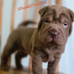 Minnie - Chocolate dilute female Chinese Shar-Pei puppy in Salem, Ohio from WrinkleMonsters