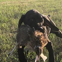 German Shorthaired Pointer Puppies from Ballard Gun Dogs