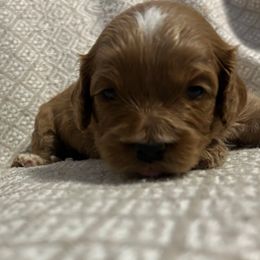 Girl 2 - Apricot female Cavapoo puppy in Milan, Illinois from Poppy Garden Doodles