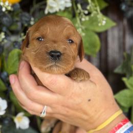 Polly - Red  female Goldendoodle puppy in Enumclaw, Washington from Owen-a-Doodle
