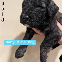 Poodle Puppies from Semmy’s standard Poodle