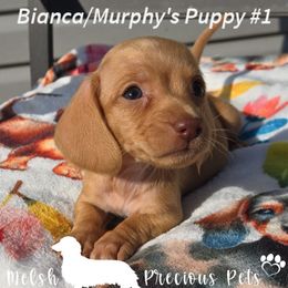 Puppy 1 - Cream male Dachshund puppy in Anamosa, Iowa from Melsh Precious Pets