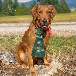 Teak - Golden Retriever