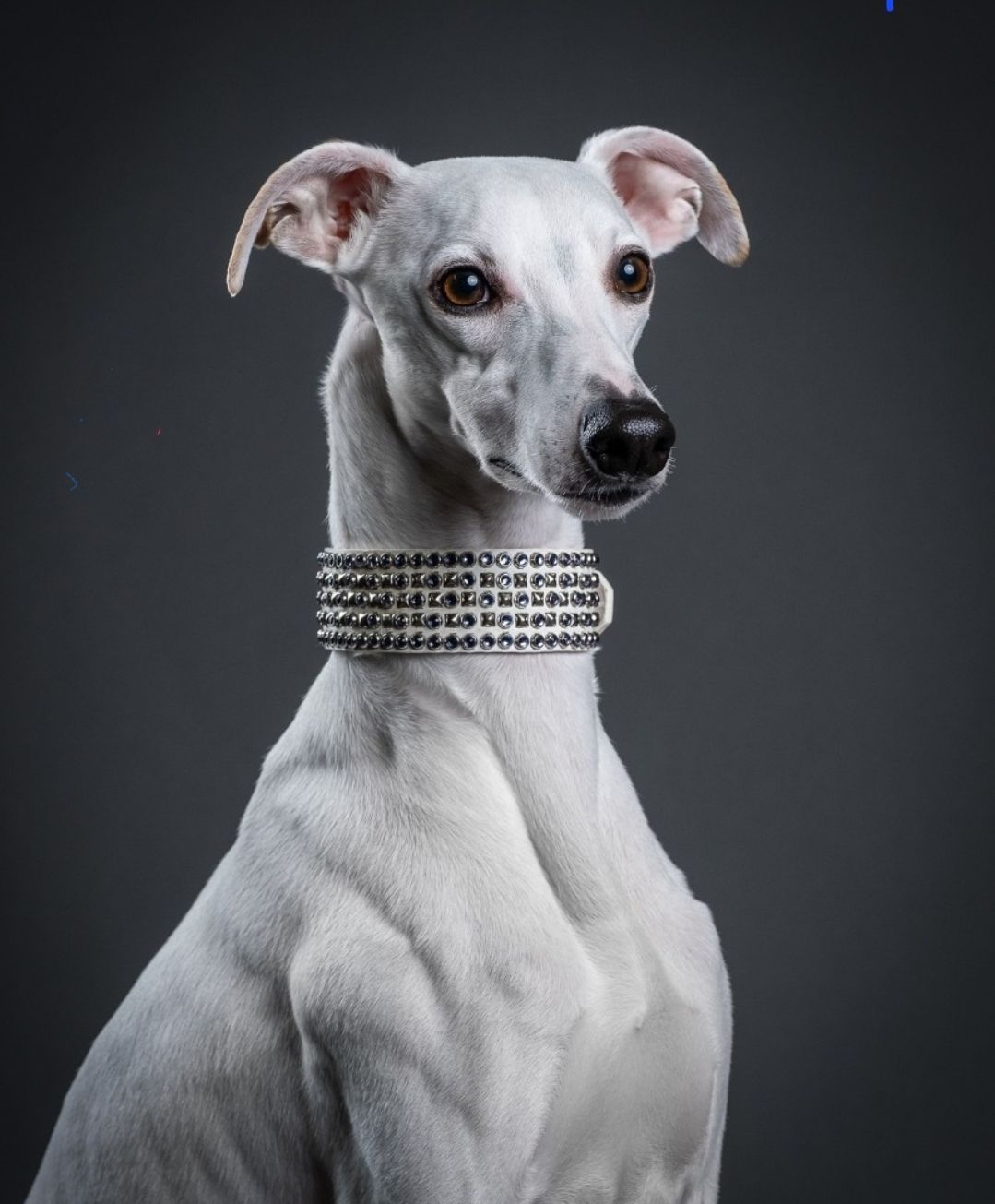 Jody Eller's Whippets in Montana Whippet puppies Good Dog