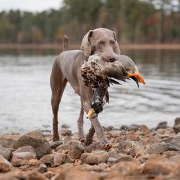 Bonnie - Weimaraner