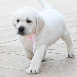MISS PINK BonBon-Blue - Yellow female Labrador Retriever puppy in Pasco, Washington from ROCK CREEK LABRADORS